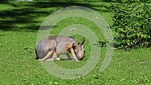 Patagonian Mara, Dolichotis patagonum is a large relative of the guinea pig.