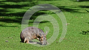 Patagonian Mara, Dolichotis patagonum is a large relative of the guinea pig.