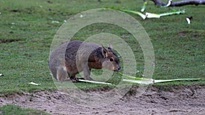 Patagonian Mara, Dolichotis patagonum is a large relative of the guinea pig.