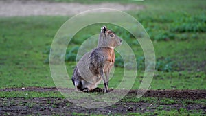 Patagonian Mara, Dolichotis patagonum is a large relative of the guinea pig.