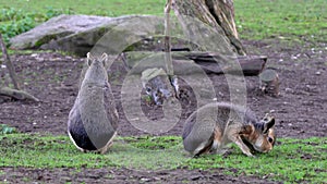 Patagonian Mara, Dolichotis patagonum is a large relative of the guinea pig.