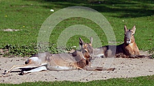 Patagonian Mara, Dolichotis patagonum is a large relative of the guinea pig.