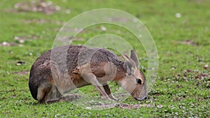 Patagonian Mara, Dolichotis patagonum is a large relative of the guinea pig.