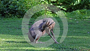 Patagonian Mara, Dolichotis patagonum is a large relative of the guinea pig.