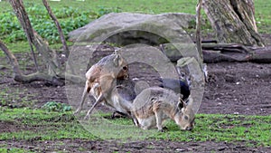 Patagonian Mara, Dolichotis patagonum is a large relative of the guinea pig.