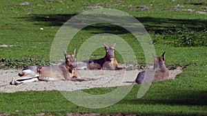 Patagonian Mara, Dolichotis patagonum is a large relative of the guinea pig.