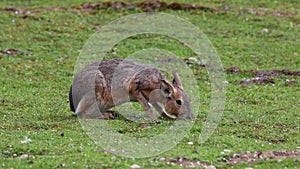 Patagonian Mara, Dolichotis patagonum is a large relative of the guinea pig.