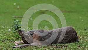 Patagonian Mara, Dolichotis patagonum is a large relative of the guinea pig.