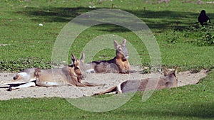 Patagonian Mara, Dolichotis patagonum is a large relative of the guinea pig.