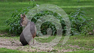 Patagonian Mara, Dolichotis patagonum is a large relative of the guinea pig.