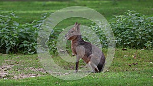 Patagonian Mara, Dolichotis patagonum is a large relative of the guinea pig.