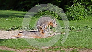 Patagonian Mara, Dolichotis patagonum is a large relative of the guinea pig.