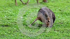 Patagonian Mara, Dolichotis patagonum is a large relative of the guinea pig.