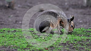 Patagonian Mara, Dolichotis patagonum is a large relative of the guinea pig.