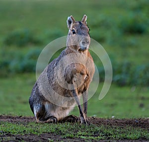 Patagonian Mara, Dolichotis patagonum are large relatives of guinea pigs