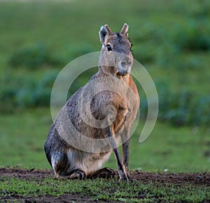 Patagonian Mara, Dolichotis patagonum are large relatives of guinea pigs