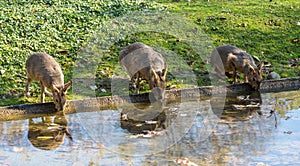 Patagonian Mara, Dolichotis patagonum are large relatives of guinea pigs