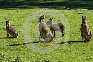 Patagonian Mara, Dolichotis patagonum are large relatives of guinea pigs