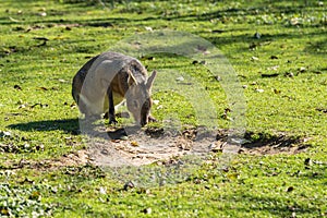 Patagonian Mara, Dolichotis patagonum are large relatives of guinea pigs