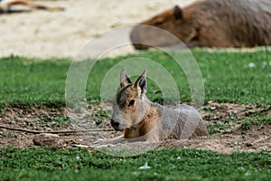 Patagonian Mara, Dolichotis patagonum are large relatives of guinea pigs