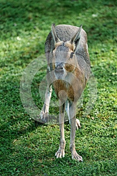 Patagonian Mara, Dolichotis patagonum are large relatives of guinea pigs