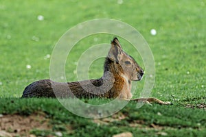 Patagonian Mara, Dolichotis patagonum are large relatives of guinea pigs