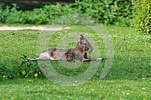 Patagonian Mara, Dolichotis patagonum are large relatives of guinea pigs