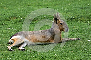 Patagonian Mara, Dolichotis patagonum are large relatives of guinea pigs