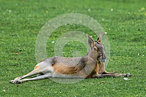 Patagonian Mara, Dolichotis patagonum are large relatives of guinea pigs