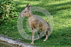 Patagonian Mara, Dolichotis patagonum are large relatives of guinea pigs