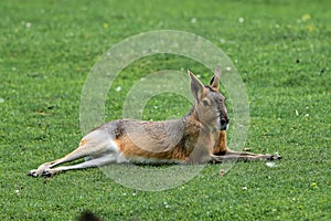 Patagonian Mara, Dolichotis patagonum are large relatives of guinea pigs