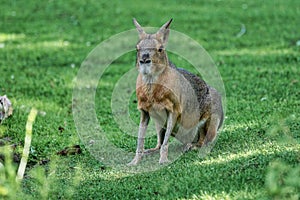 Patagonian Mara, Dolichotis patagonum are large relatives of guinea pigs