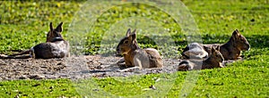 Patagonian Mara, Dolichotis patagonum are large relatives of guinea pigs