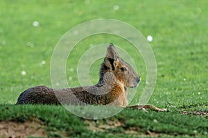 Patagonian Mara, Dolichotis patagonum are large relatives of guinea pigs