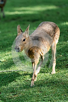 Patagonian Mara, Dolichotis patagonum are large relatives of guinea pigs