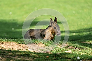 Patagonian Mara, Dolichotis patagonum are large relatives of guinea pigs