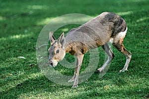 Patagonian Mara, Dolichotis patagonum are large relatives of guinea pigs