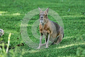 Patagonian Mara, Dolichotis patagonum are large relatives of guinea pigs