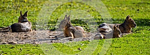 Patagonian Mara, Dolichotis patagonum are large relatives of guinea pigs