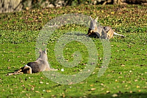 Patagonian Mara, Dolichotis patagonum are large relatives of guinea pigs