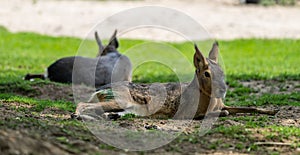 Patagonian Mara, Dolichotis patagonum are large relatives of guinea pigs