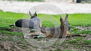 Patagonian Mara, Dolichotis patagonum are large relatives of guinea pigs