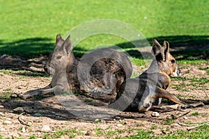 Patagonian Mara, Dolichotis patagonum are large relatives of guinea pigs