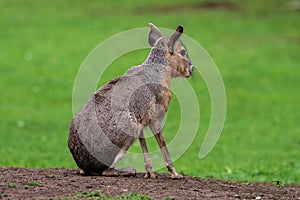 Patagonian Mara, Dolichotis patagonum are large relatives of guinea pigs