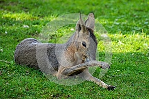 Patagonian Mara, Dolichotis patagonum are large relatives of guinea pigs