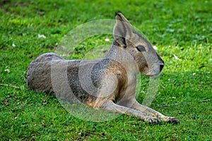 Patagonian Mara, Dolichotis patagonum are large relatives of guinea pigs