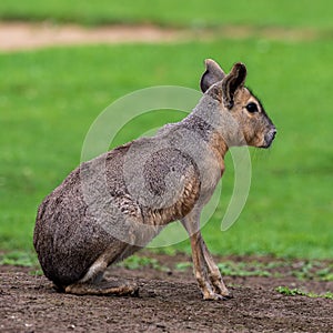 Patagonian Mara, Dolichotis patagonum are large relatives of guinea pigs