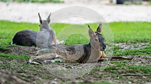 Patagonian Mara, Dolichotis patagonum are large relatives of guinea pigs