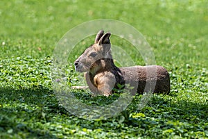 Patagonian Mara, Dolichotis patagonum are large relatives of guinea pigs