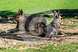 Patagonian Mara  Dolichotis patagonum are large relatives of guinea pigs